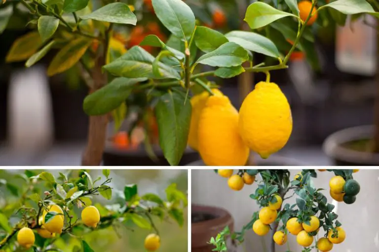 10 Steps To Grow Your Own Lemon Tree From Seed